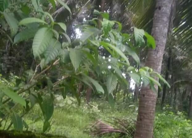 land for sale in kochi