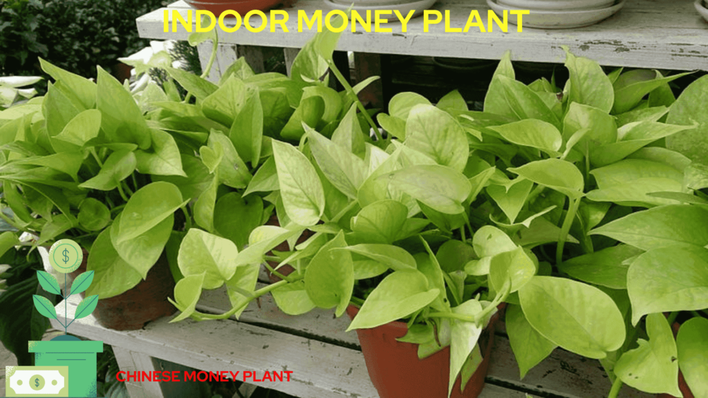 money plant