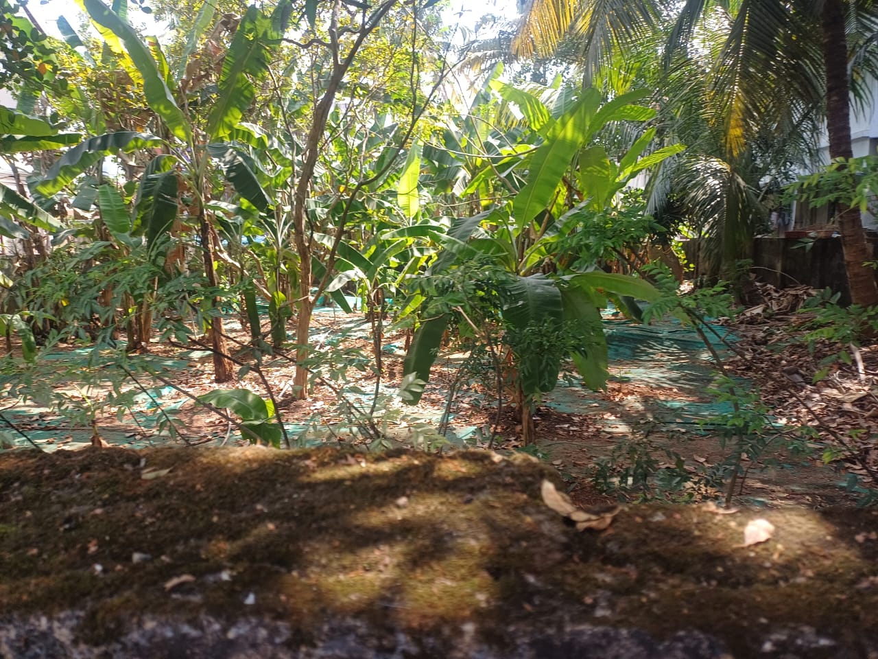 Plots for Sale in Vennala Kochi