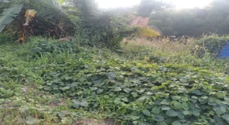1 Acre Land for Rent in Kochi Near Infopark Phase 2, Kakkanad