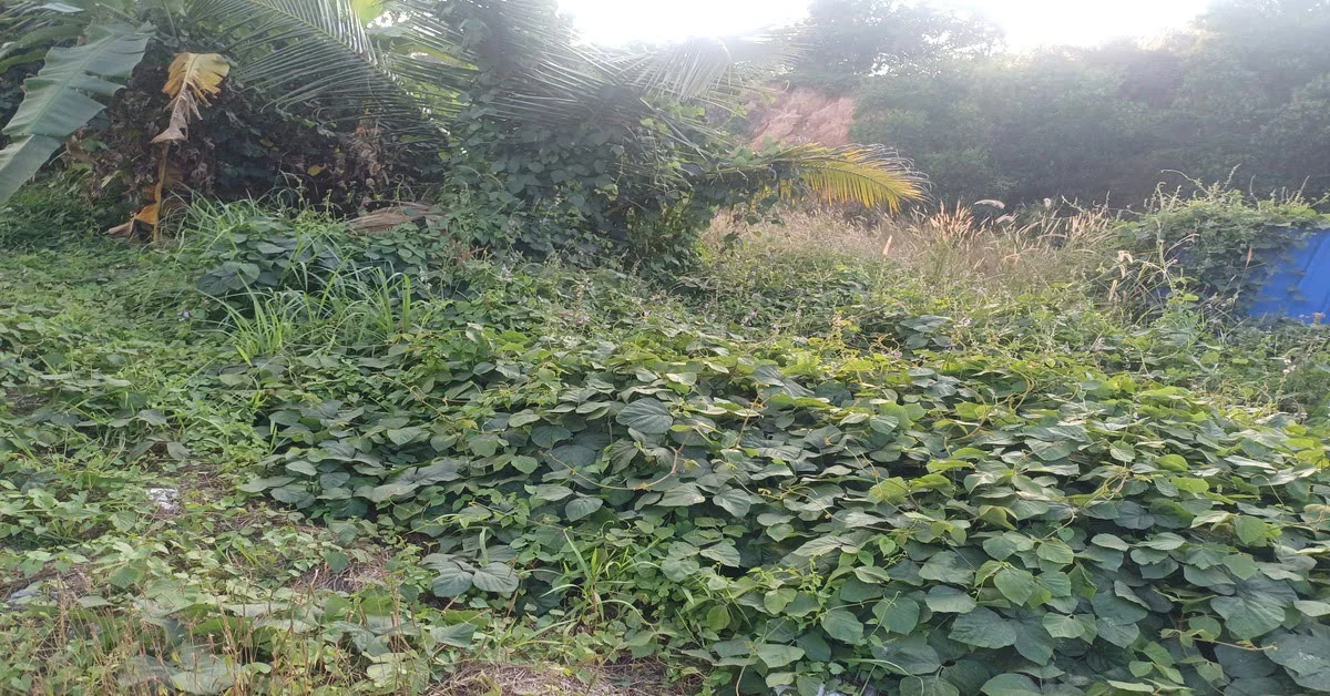 Land for Rent in Kochi